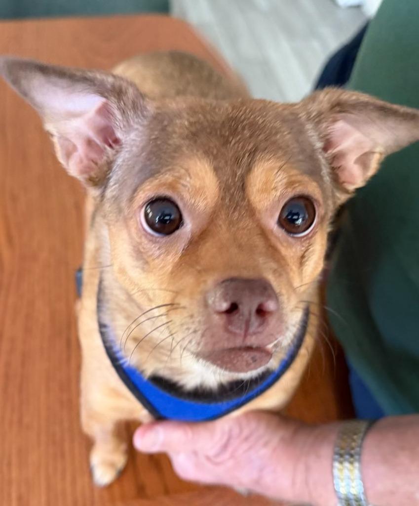 Enlarge Bella, a Adoptable Chihuahua in Effingham, IL image 1/3