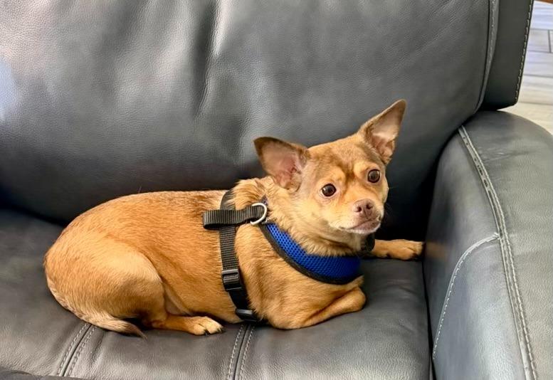 Enlarge Bella, a Adoptable Chihuahua in Effingham, IL image 2/3