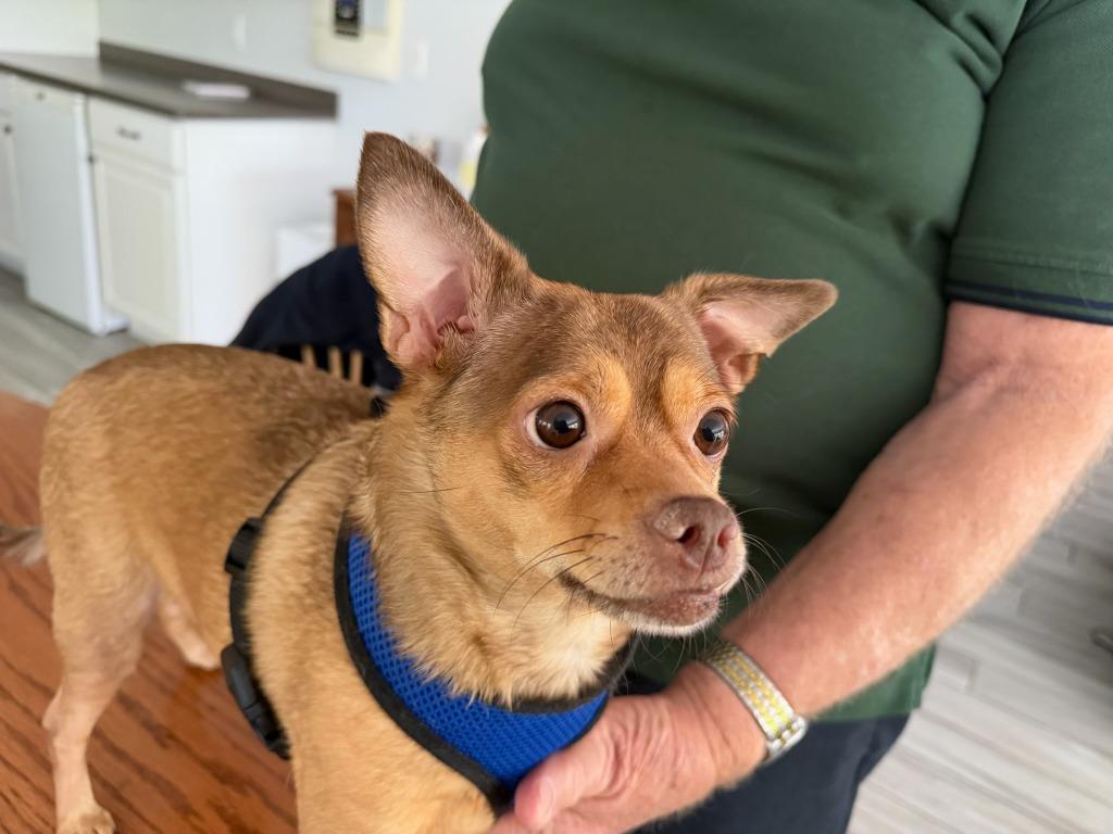 Enlarge Bella, a Adoptable Chihuahua in Effingham, IL image 3/3