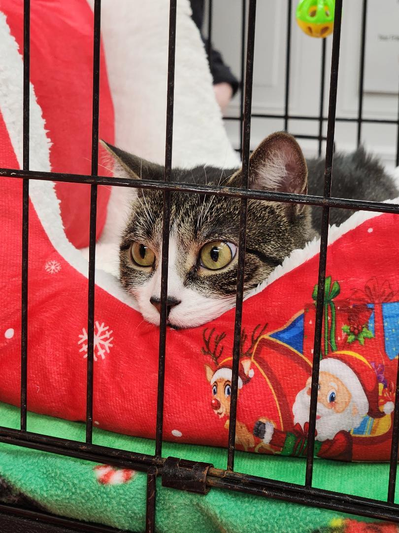 Ariana, Adoptable, Adult Female Tabby.