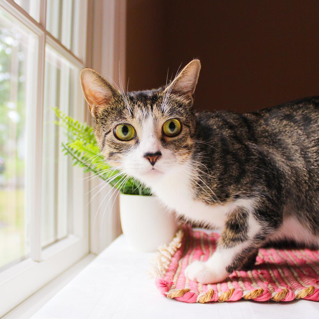 Ariana, a Adoptable Tabby in Wayne, NJ image 4/5