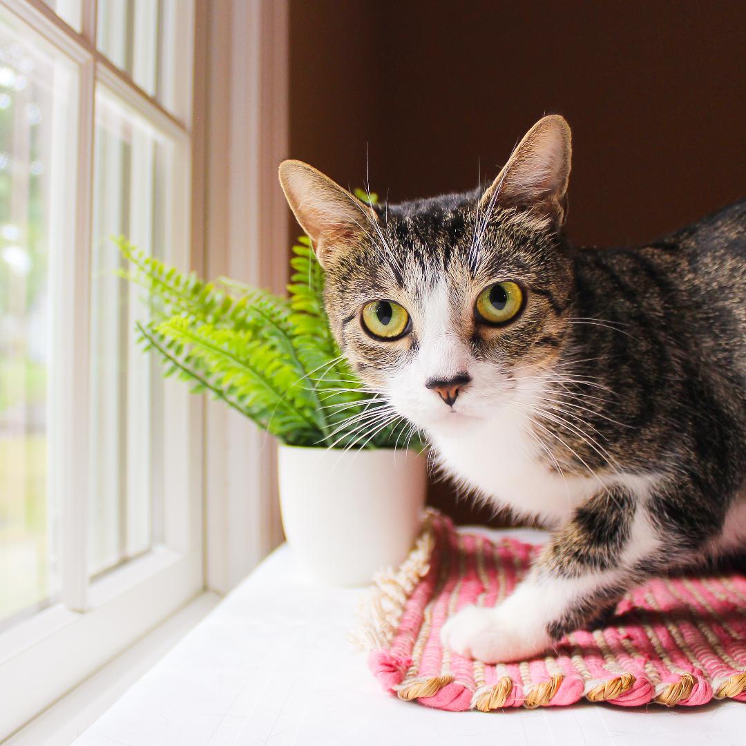 Ariana, Adoptable, Adult Female Tabby.