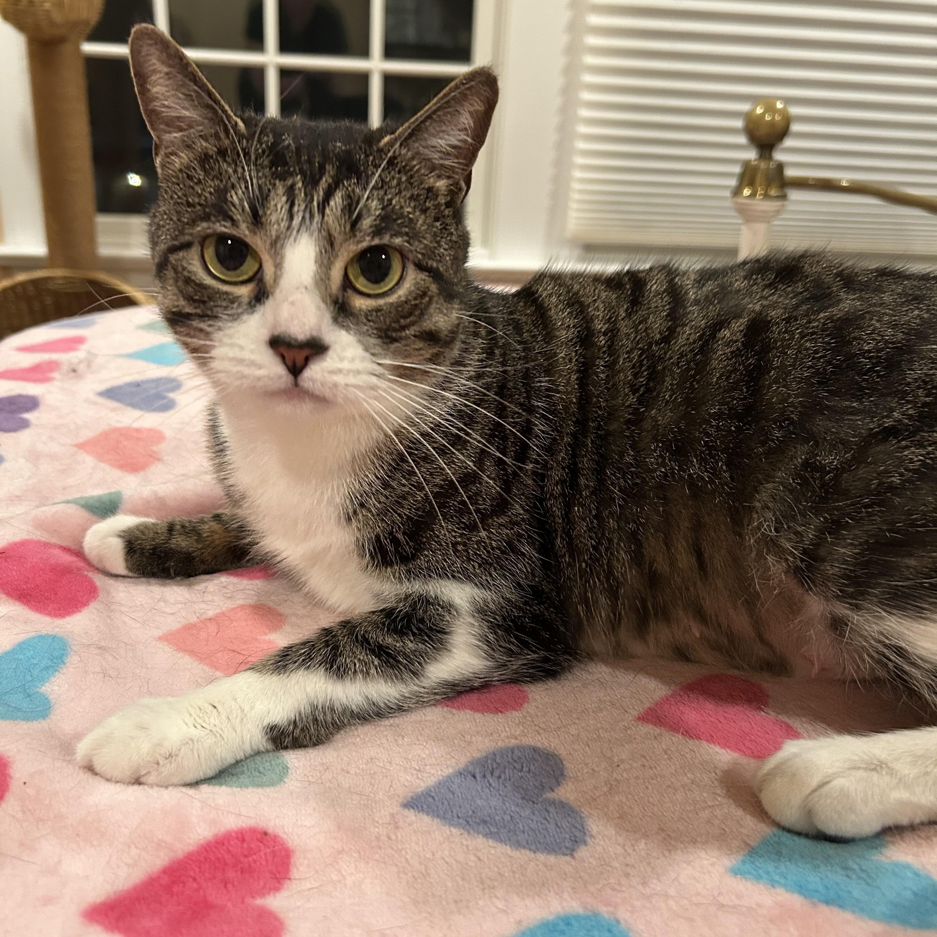Ariana, Adoptable, Adult Female Tabby.