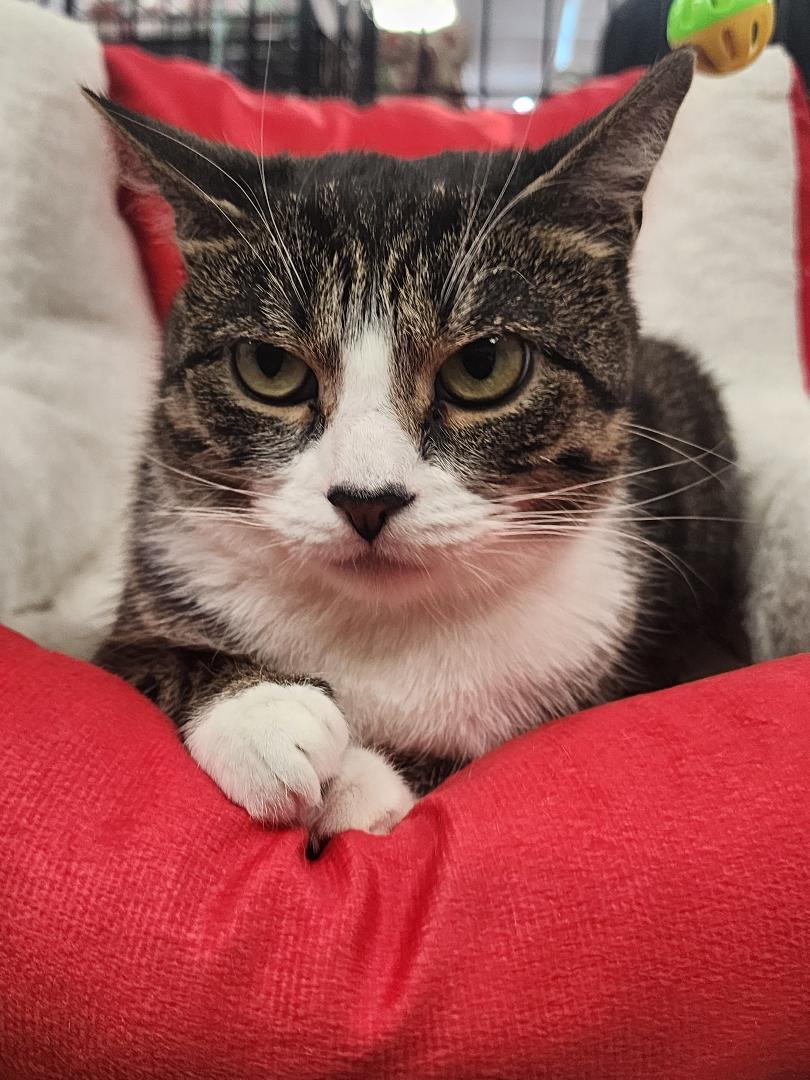 Ariana, a Adoptable Tabby in Wayne, NJ image 3/5