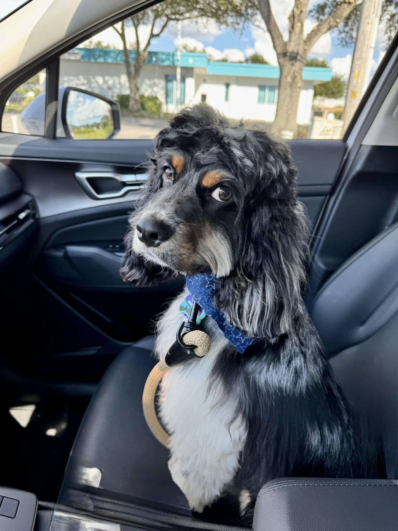 Enlarge Teddy, a Adoptable Cocker Spaniel in Cape Coral, FL image 1/6