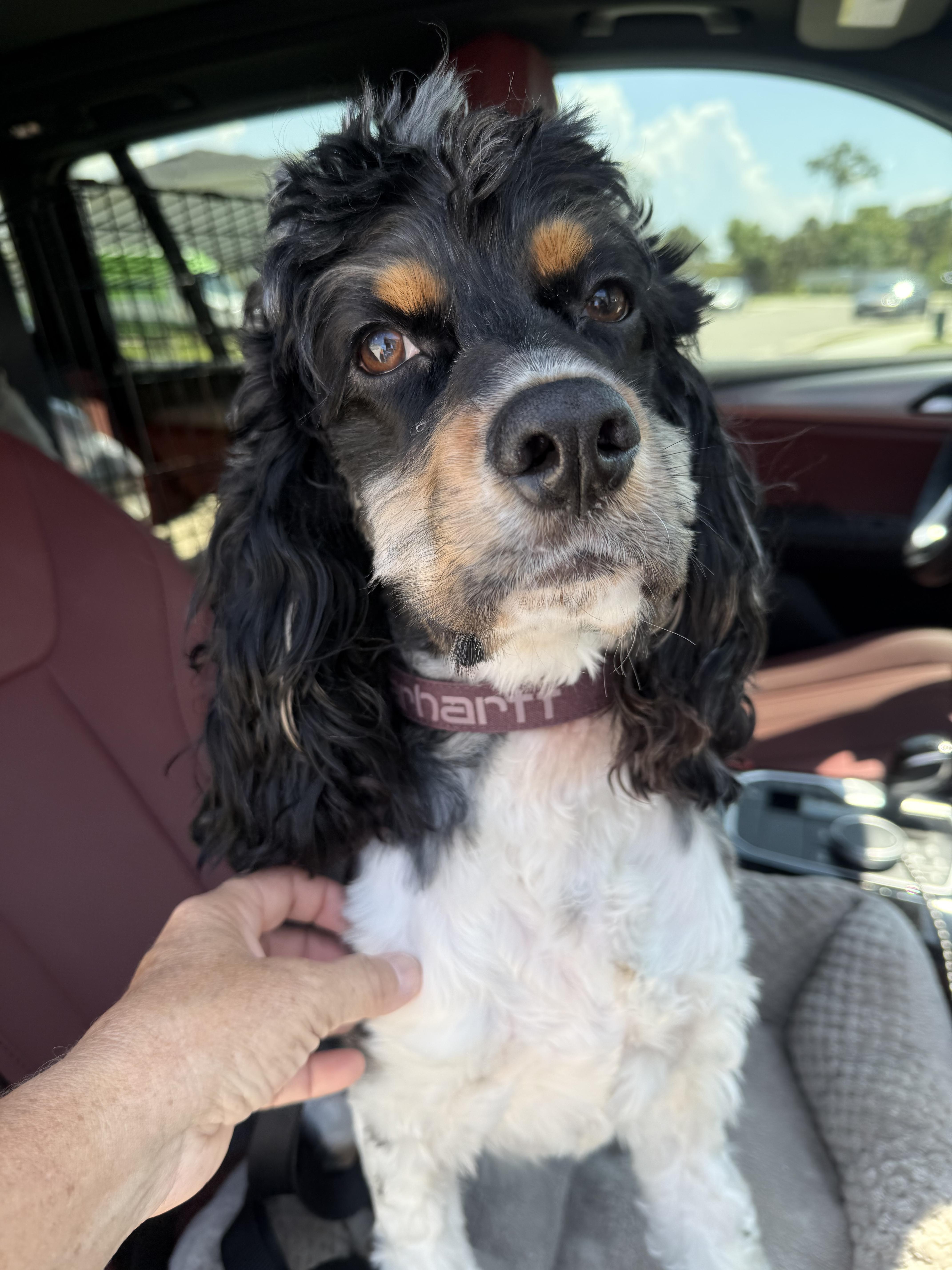 Enlarge Teddy, a Adoptable Cocker Spaniel in Cape Coral, FL image 2/6
