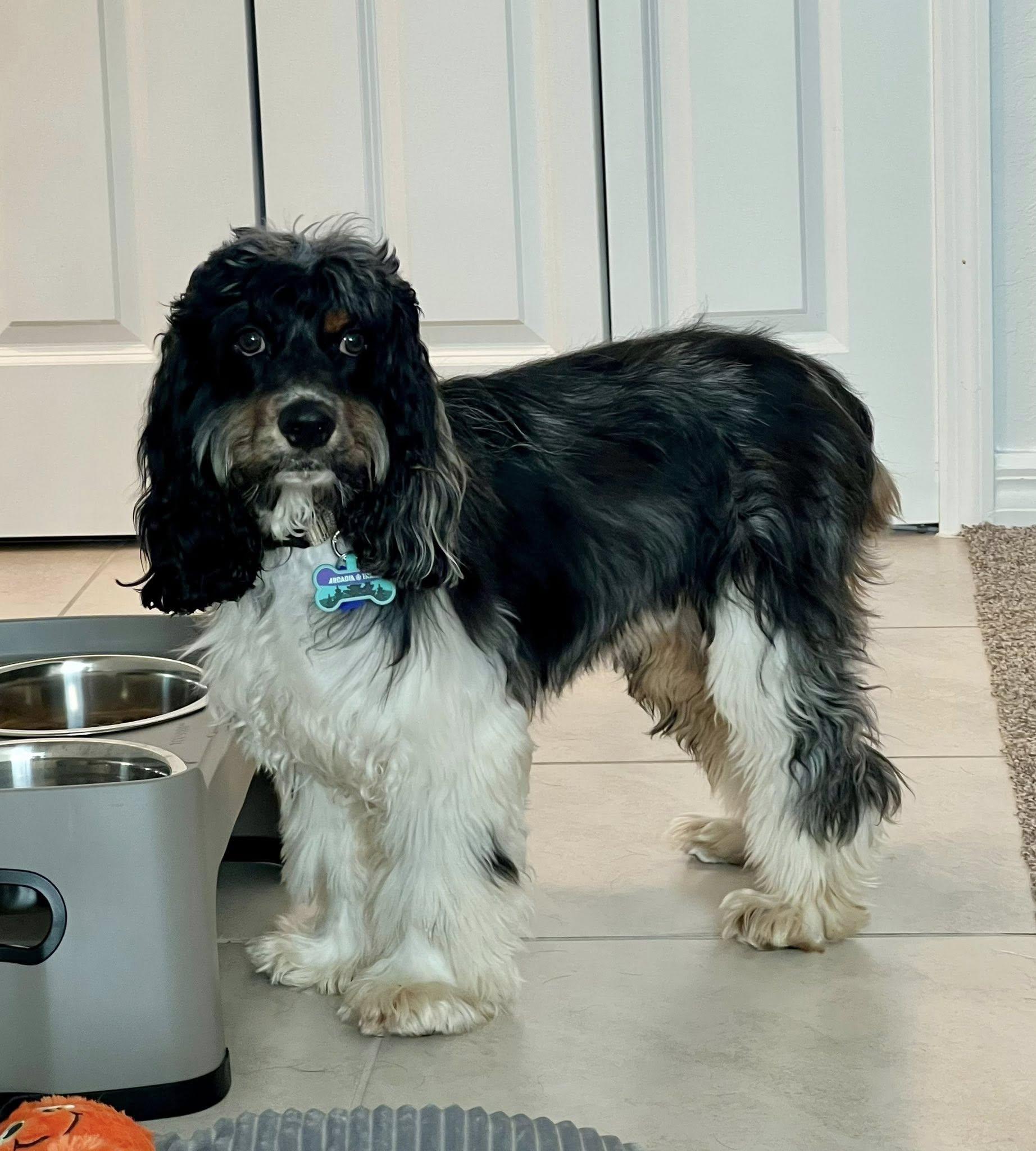 Enlarge Teddy, a Adoptable Cocker Spaniel in Cape Coral, FL image 4/6