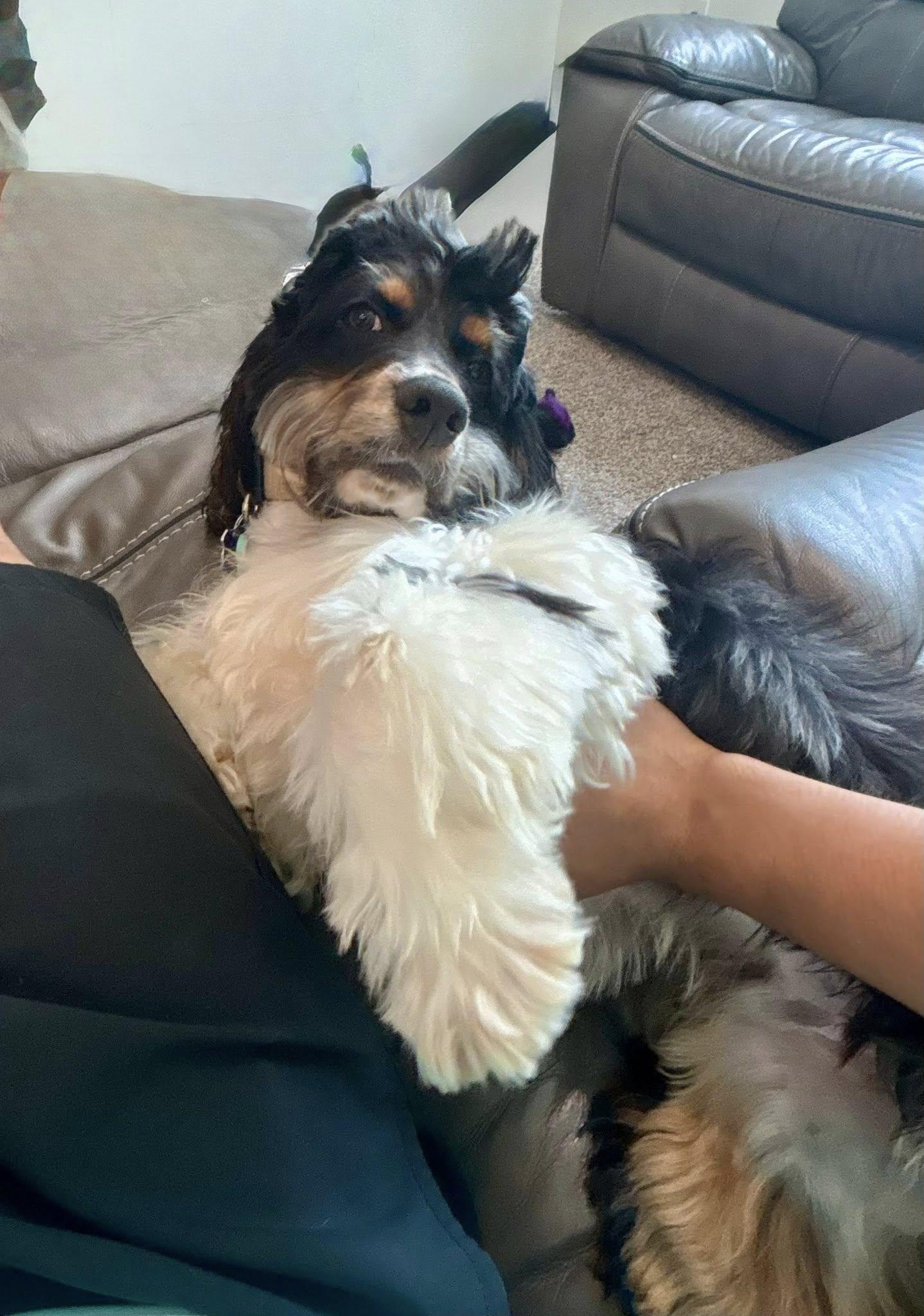 Enlarge Teddy, a Adoptable Cocker Spaniel in Cape Coral, FL image 5/6