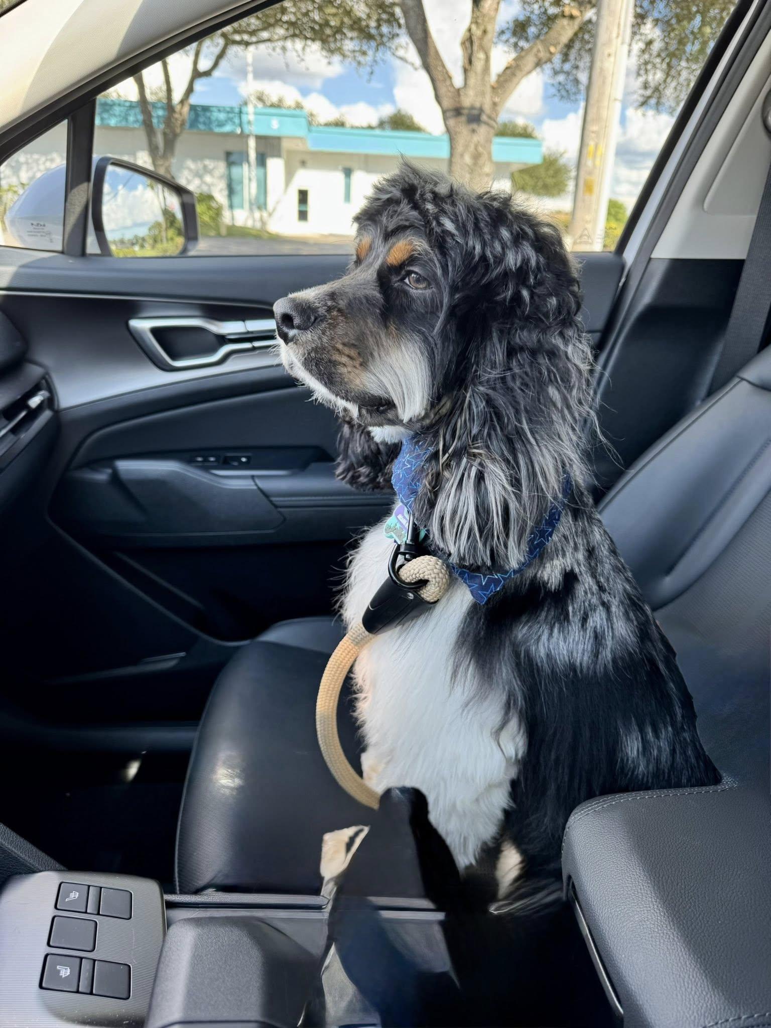 Enlarge Teddy, a Adoptable Cocker Spaniel in Cape Coral, FL image 6/6