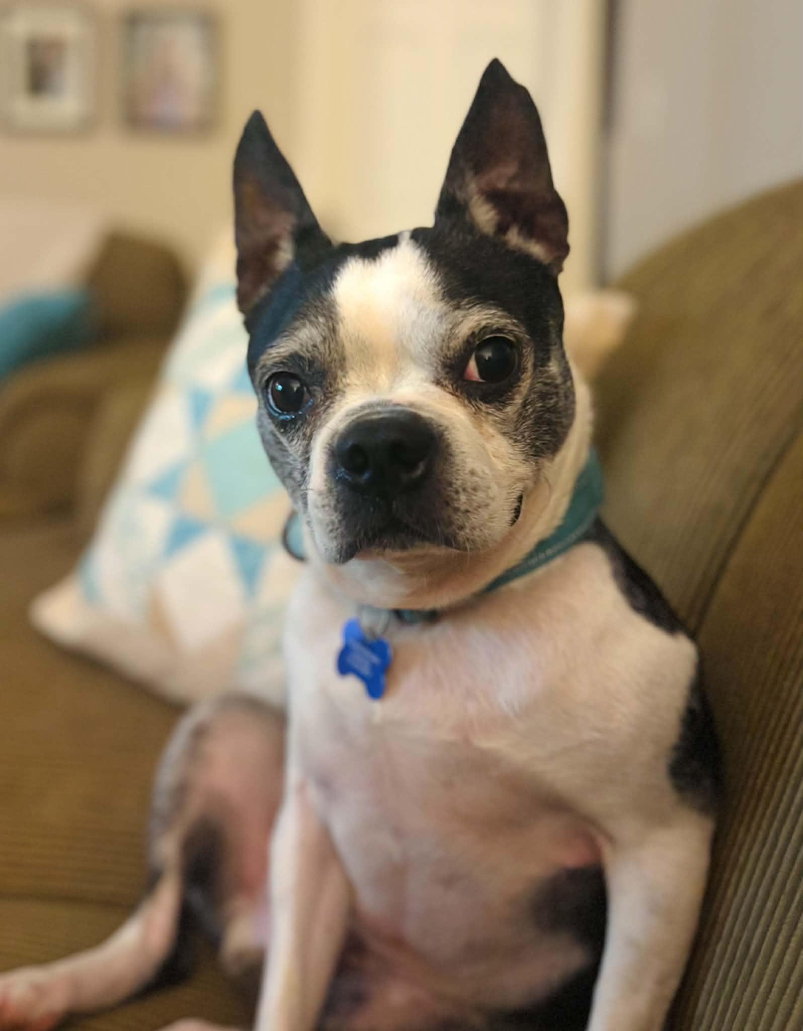 Bo, adopted, Senior Male Boston Terrier.