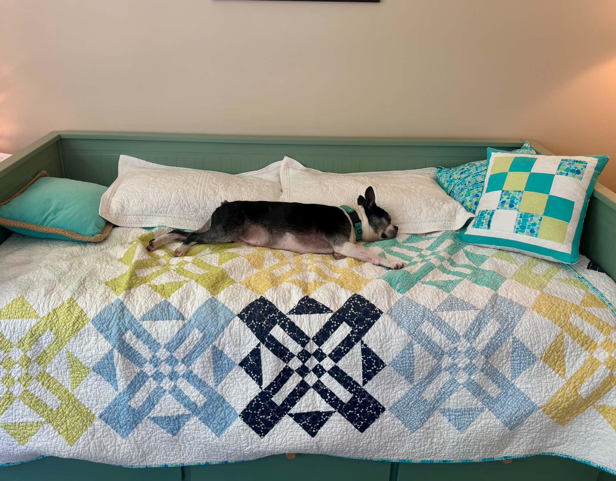 Bo, an adopted Boston Terrier in Columbia, MO image 4/6