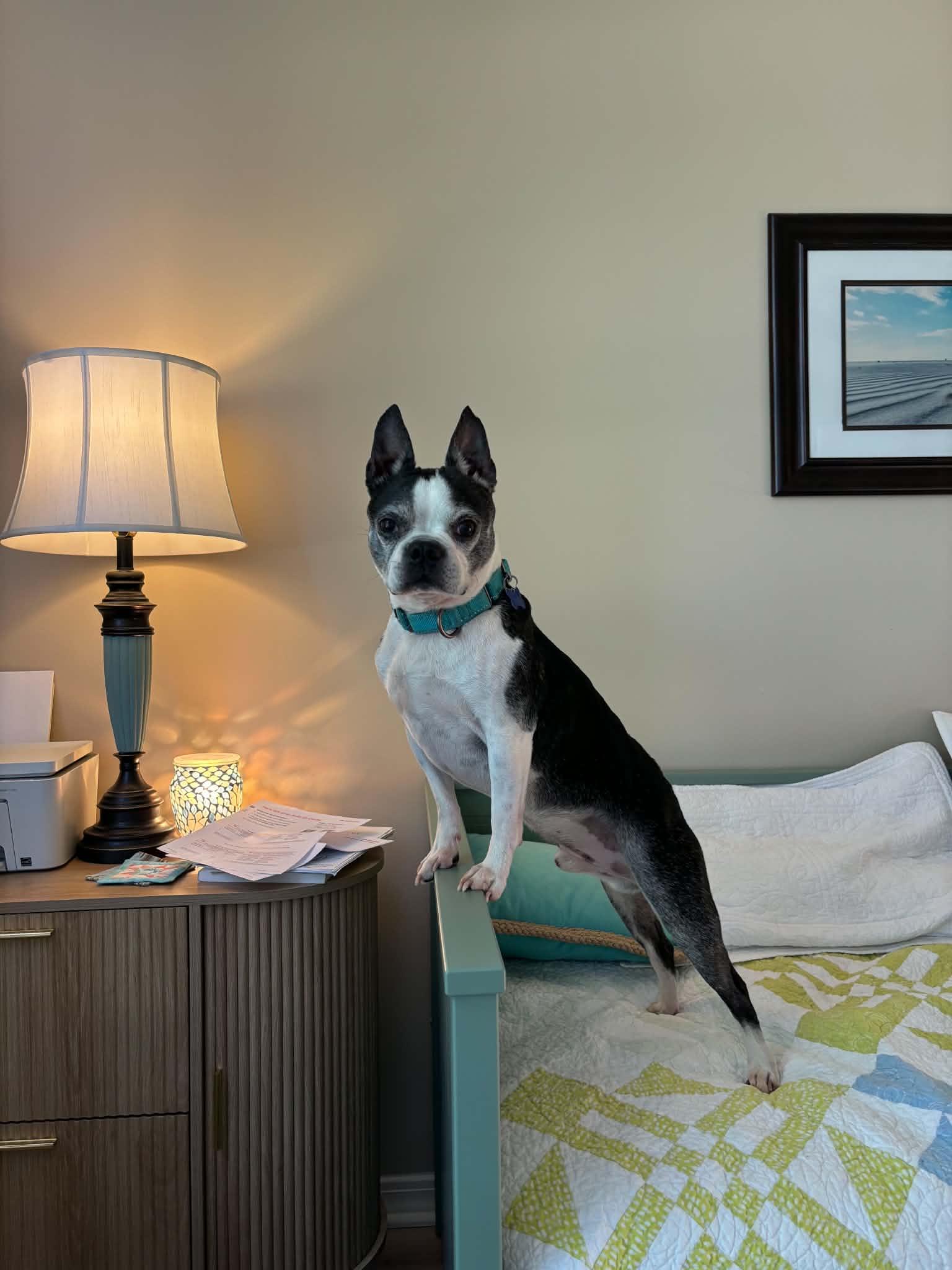 Bo, an adopted Boston Terrier in Columbia, MO image 2/6