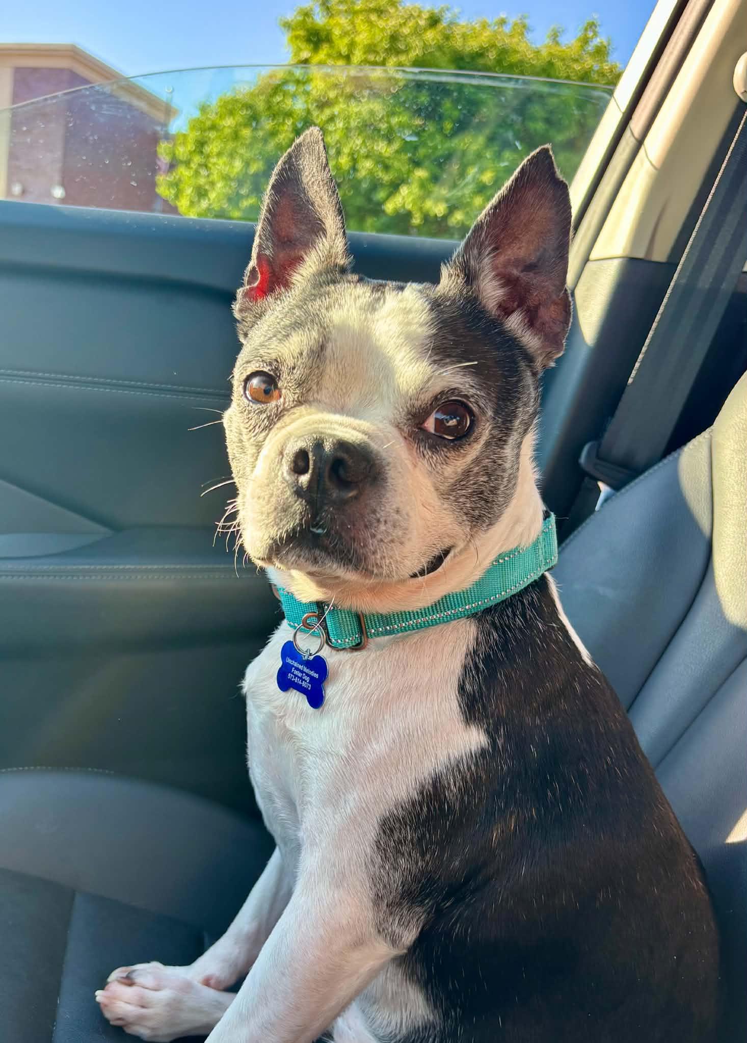 Bo, an adopted Boston Terrier in Columbia, MO image 3/6