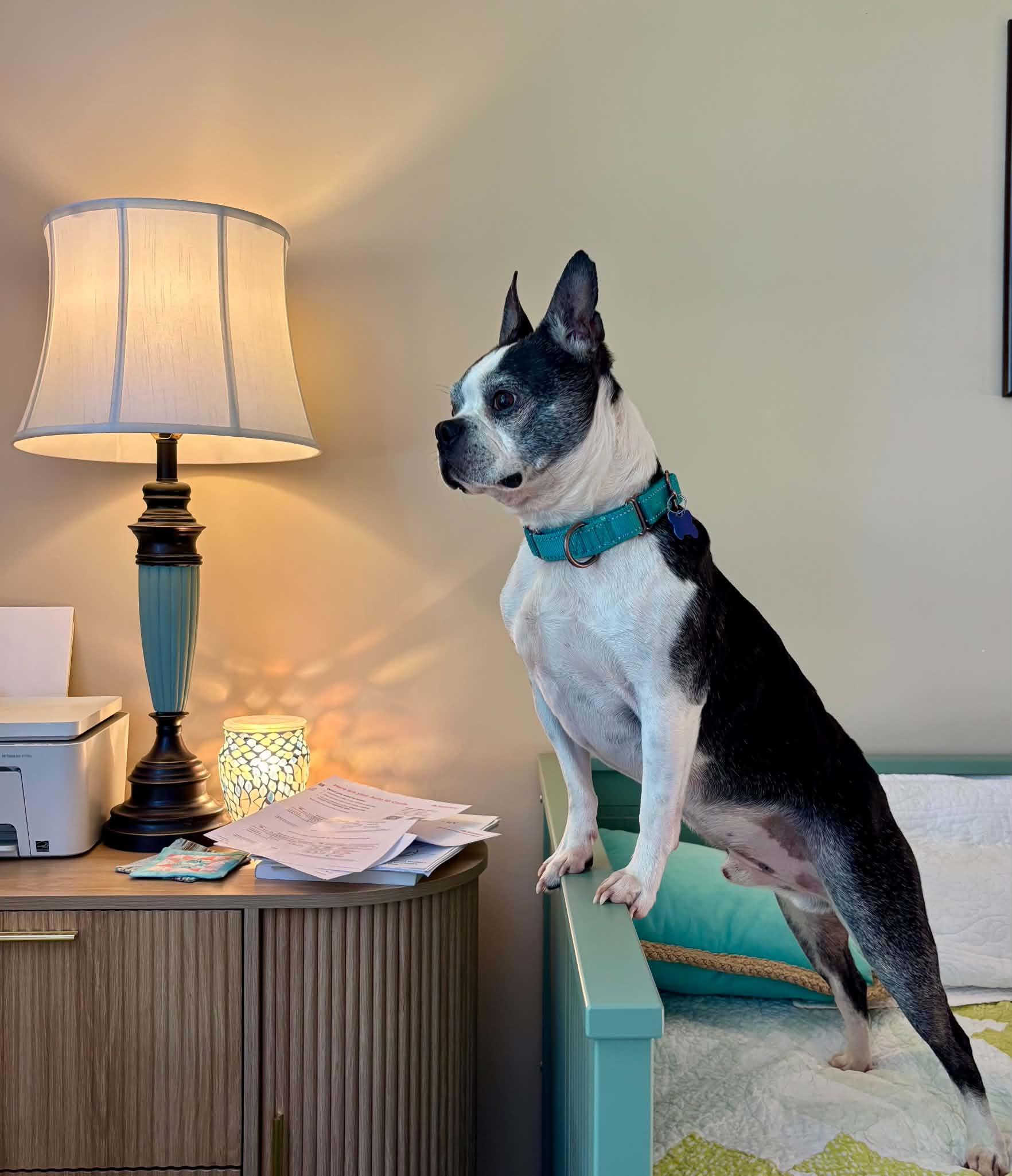 Bo, an adopted Boston Terrier in Columbia, MO image 6/6