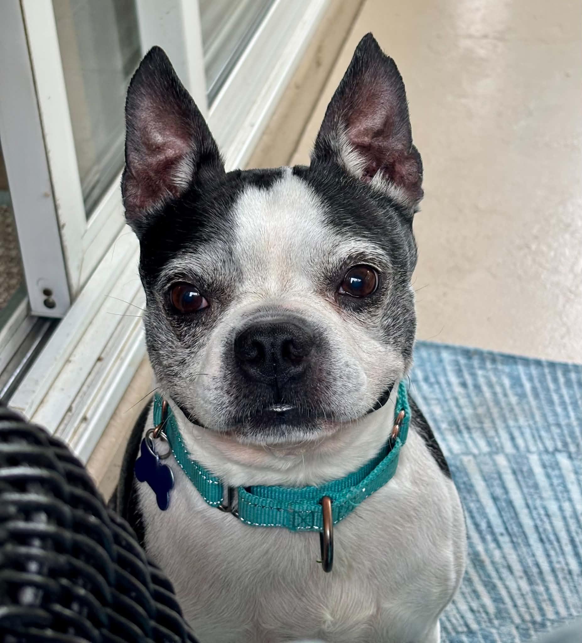 Bo, an adopted Boston Terrier in Columbia, MO image 5/6