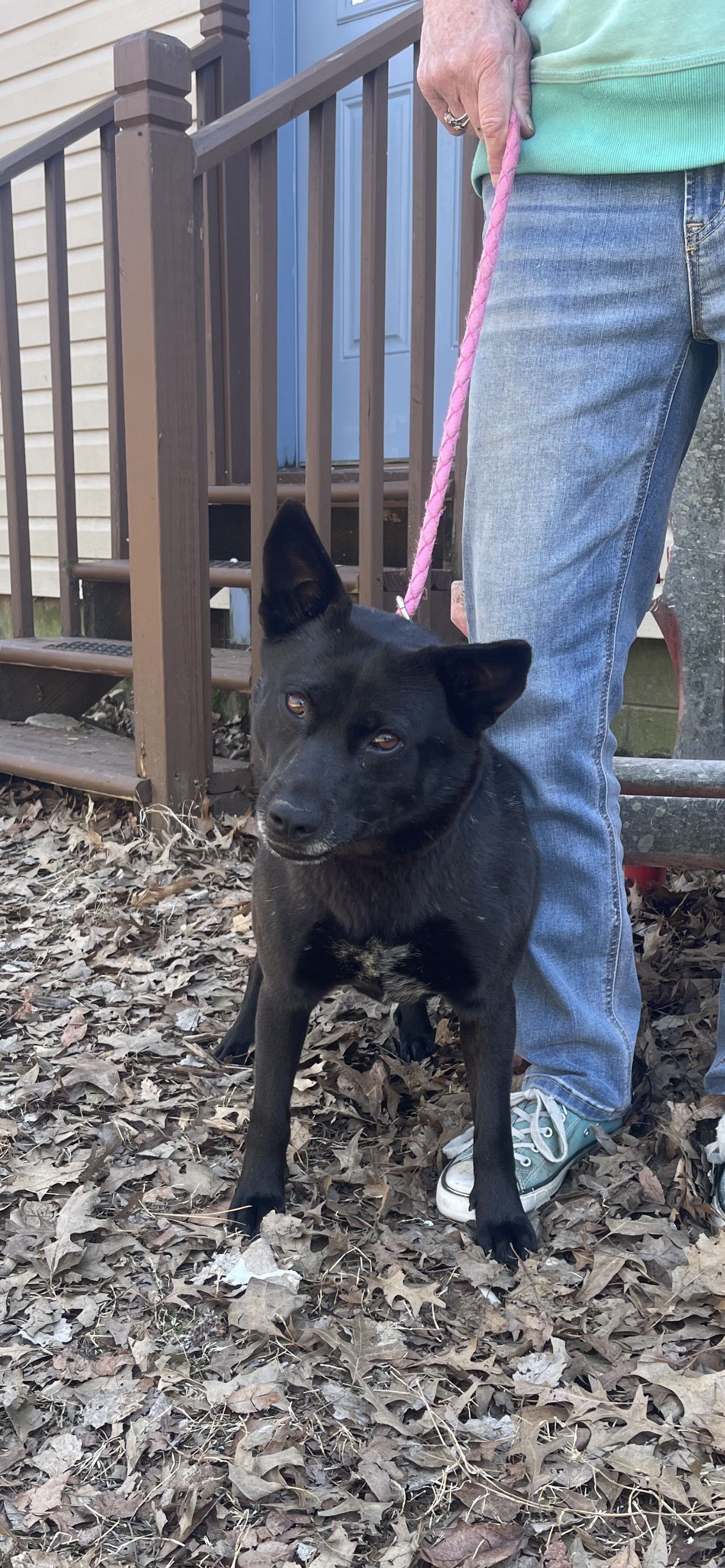 Dog for adoption Lilly 25 lbs Tailwaggers, a Border Terrier in Siloam Springs, AR Petfinder