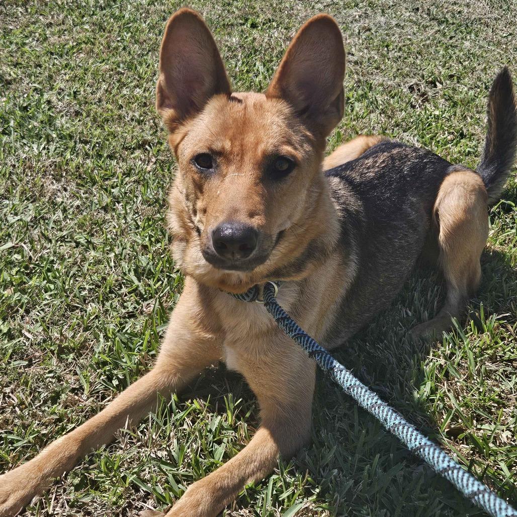 Enlarge Petunia, a Adoptable mixed breed in Beaumont, TX image 1/3