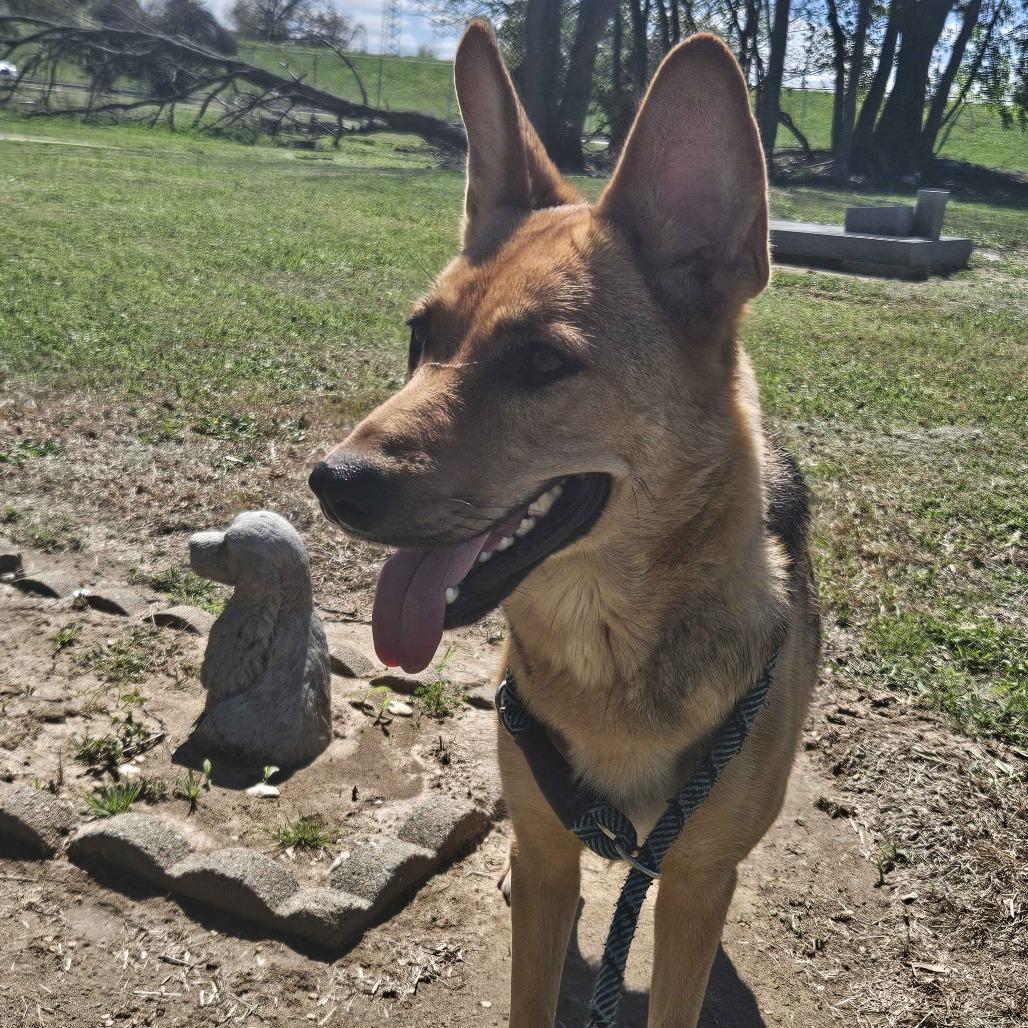 Enlarge Petunia, a Adoptable mixed breed in Beaumont, TX image 2/3