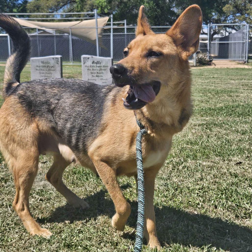 Enlarge Petunia, a Adoptable mixed breed in Beaumont, TX image 3/3