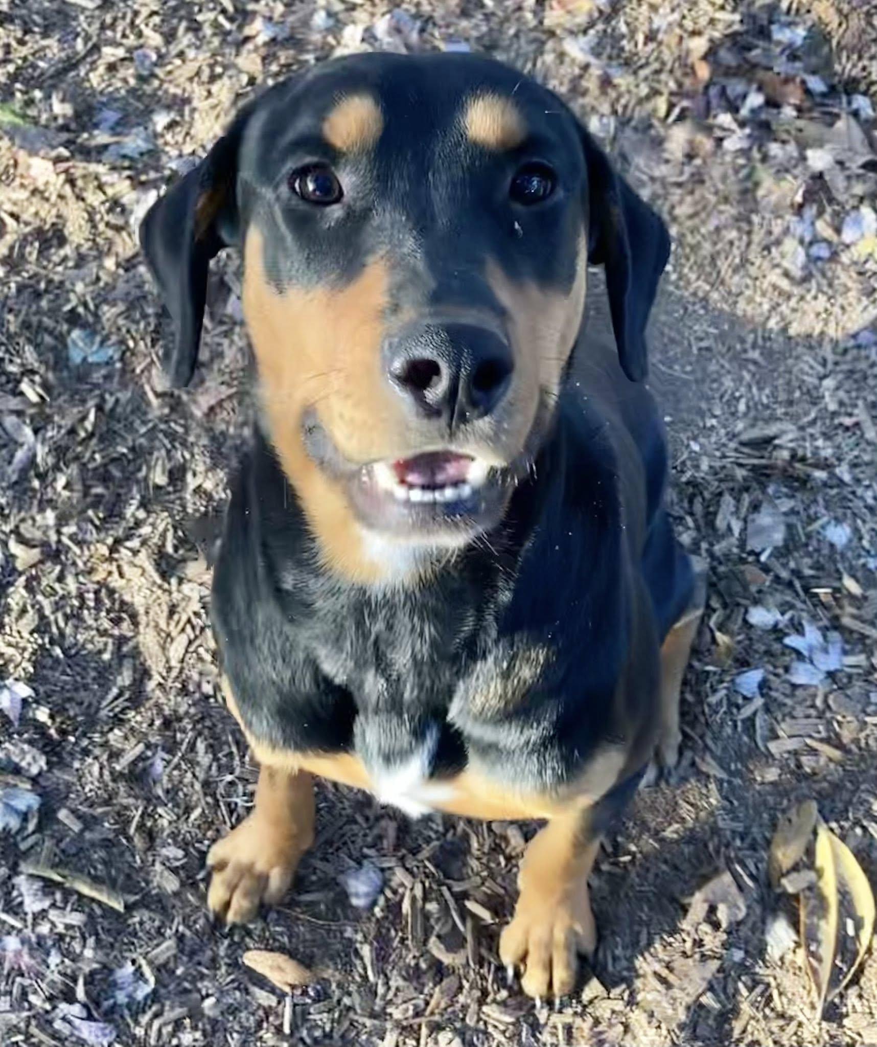 Axel, a Adoptable mixed breed in St. Augustine, FL image 2/3