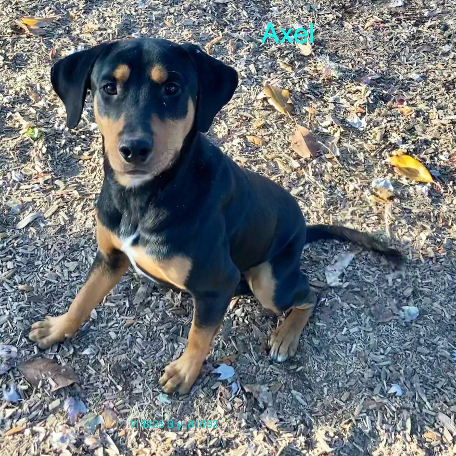 Axel, Adoptable, Adult Male Black and Tan Coonhound & Doberman Pinscher.