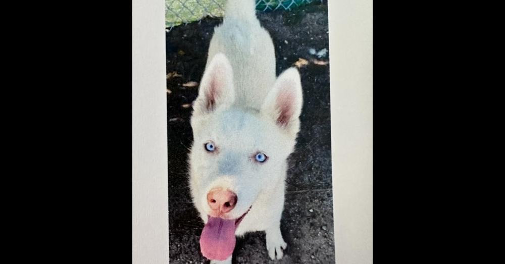 Enlarge AAD Upcoming Arrival! Lilah 26159, a Adoptable Husky in Armonk, NY image 1/1