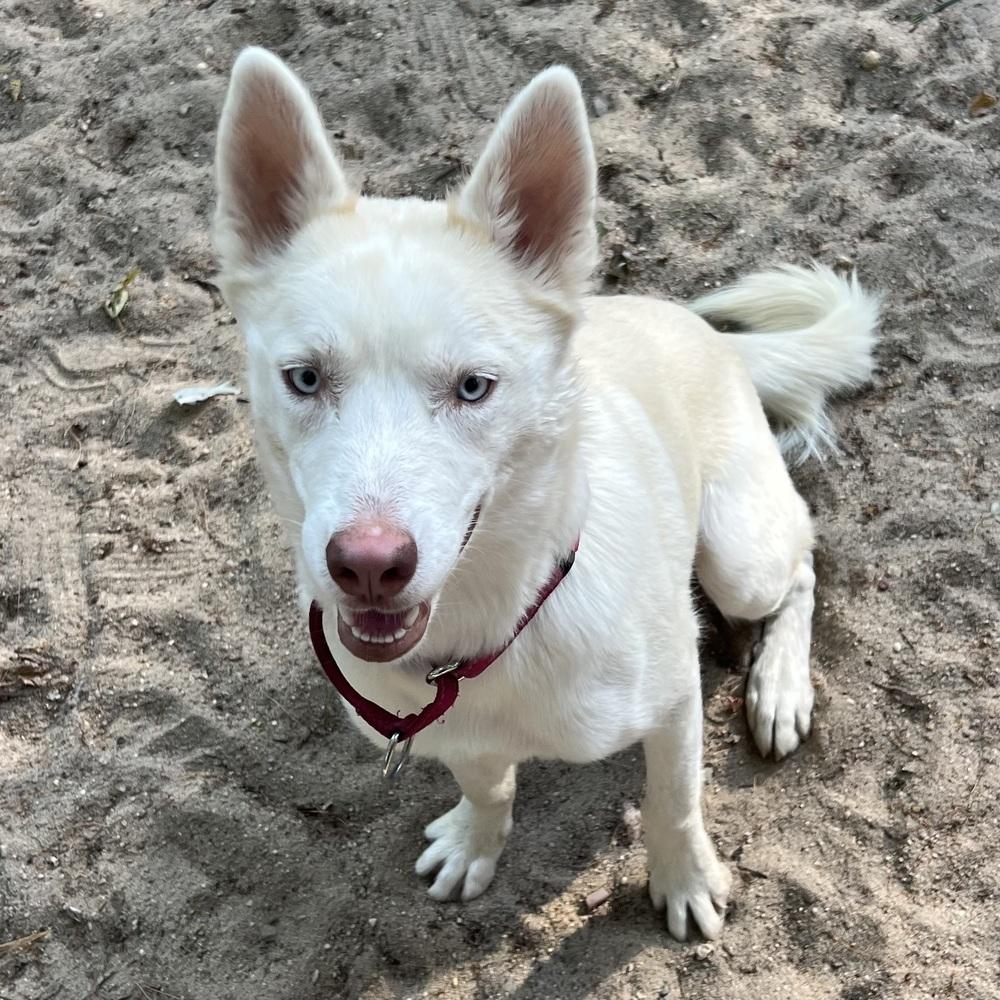 Enlarge AAD New Arrival!  Lilah - 26159, a Adoptable Husky in Armonk, NY image 2/2