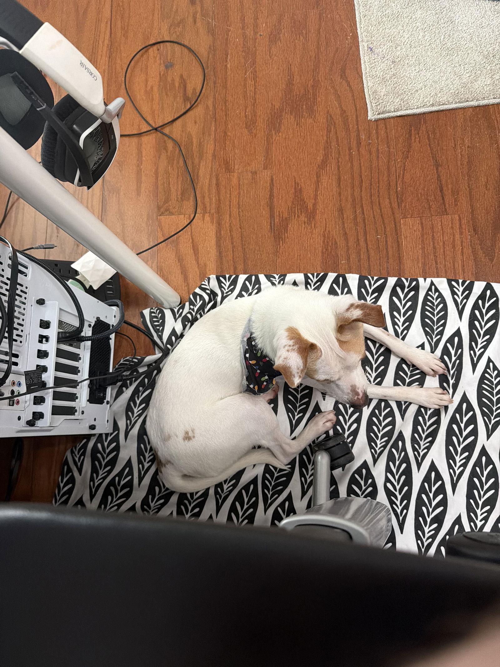 Milo, Adoptable, Adult Male Jack Russell Terrier & Chihuahua.