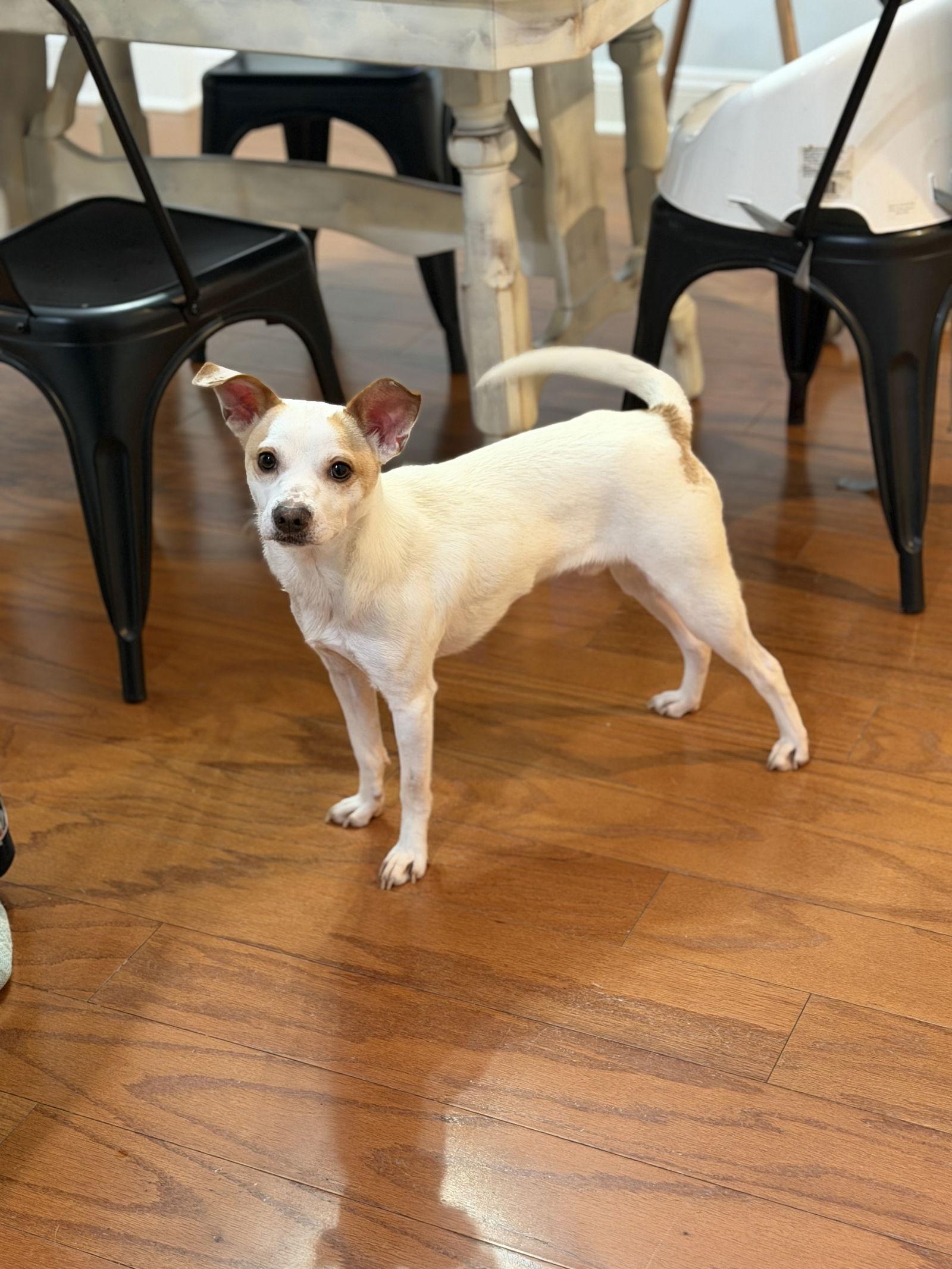 Enlarge Milo, a Adoptable mixed breed in Mint Hill, NC image 2/3