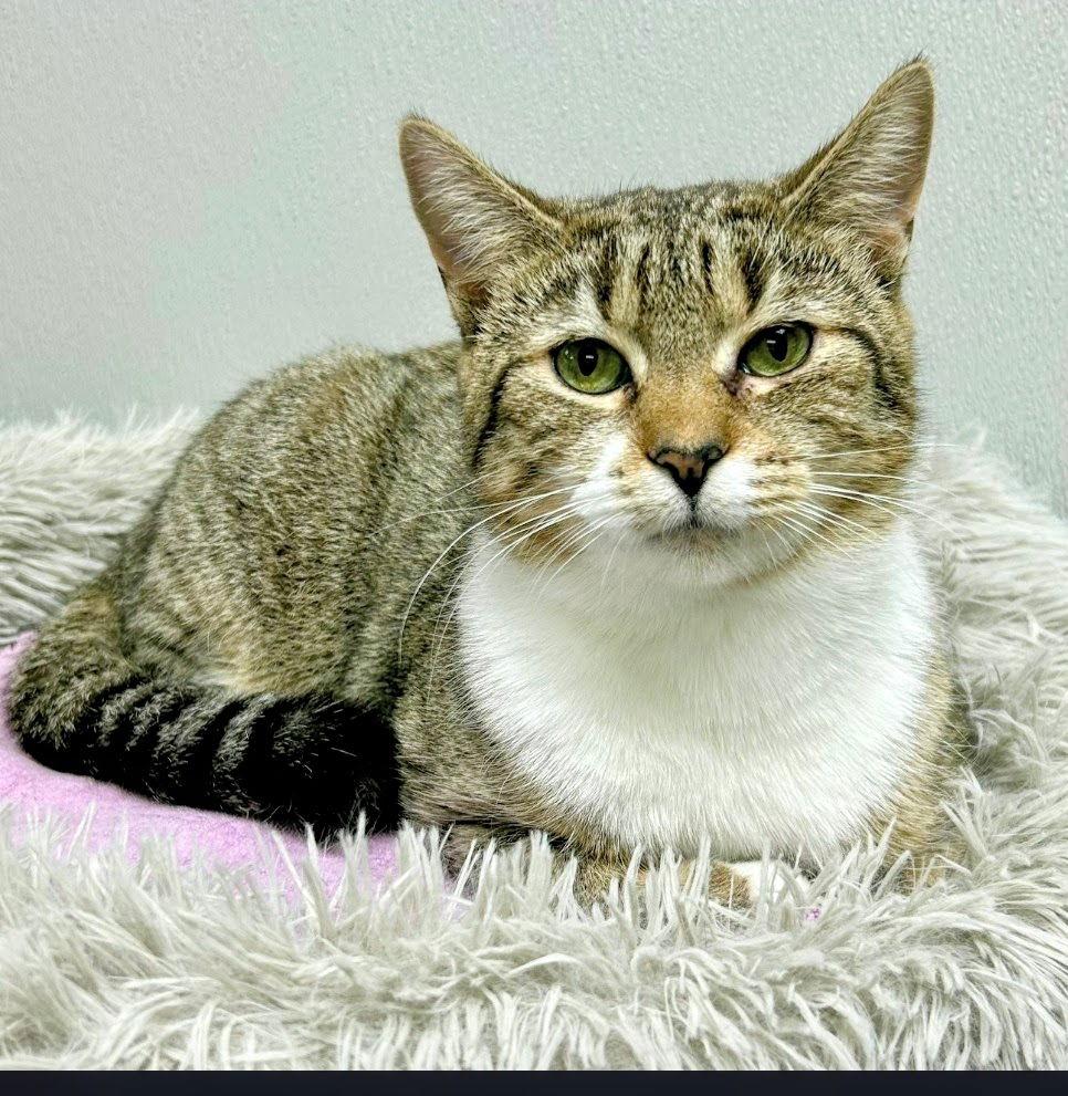 Sephora, Adoptable, Young Female Domestic Short Hair.