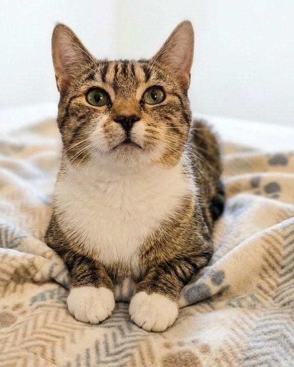 Enlarge Sephora, a Adoptable Domestic Short Hair in Norwood, OH image 2/2