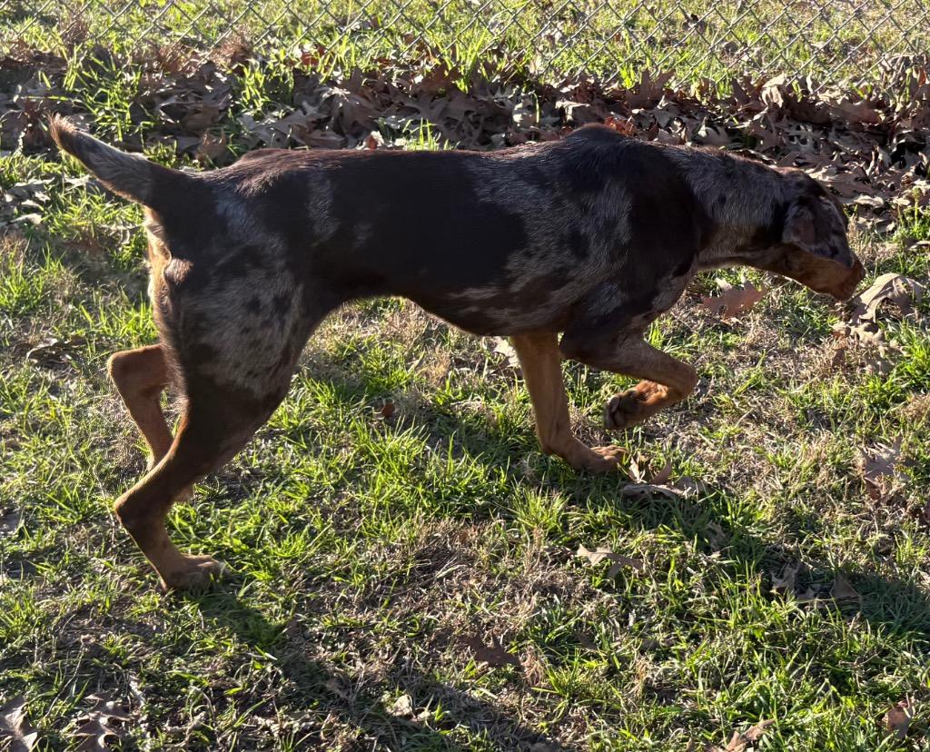 Enlarge Gwen, a Adoptable mixed breed in Nacogdoches, TX image 1/6