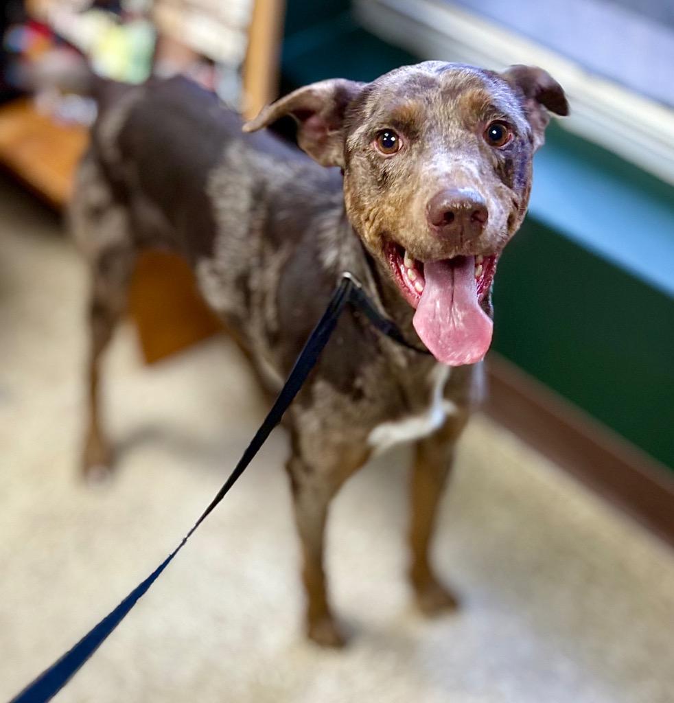 Enlarge Gwen, a Adoptable mixed breed in Nacogdoches, TX image 2/6