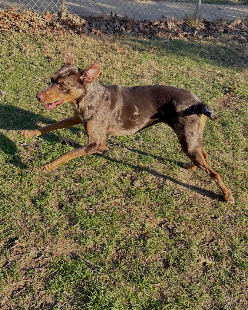 Enlarge Gwen, a Adoptable mixed breed in Nacogdoches, TX image 3/6