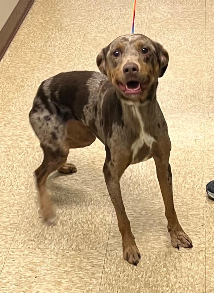 Enlarge Gwen, a Adoptable mixed breed in Nacogdoches, TX image 4/6