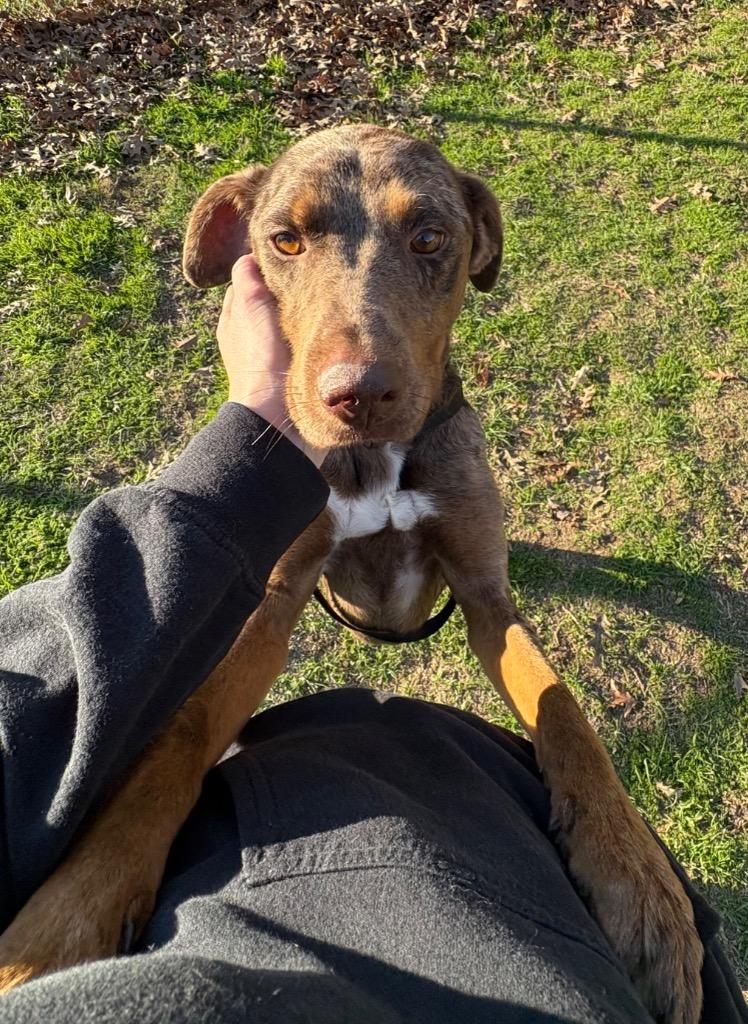 Enlarge Gwen, a Adoptable mixed breed in Nacogdoches, TX image 5/6