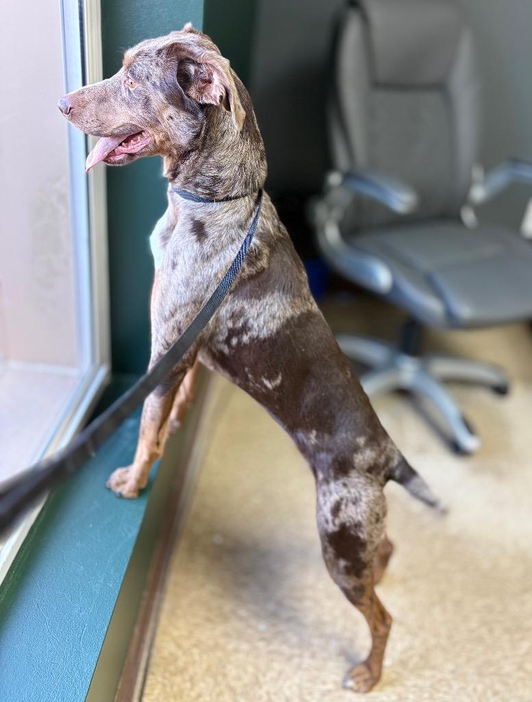 Enlarge Gwen, a Adoptable mixed breed in Nacogdoches, TX image 6/6