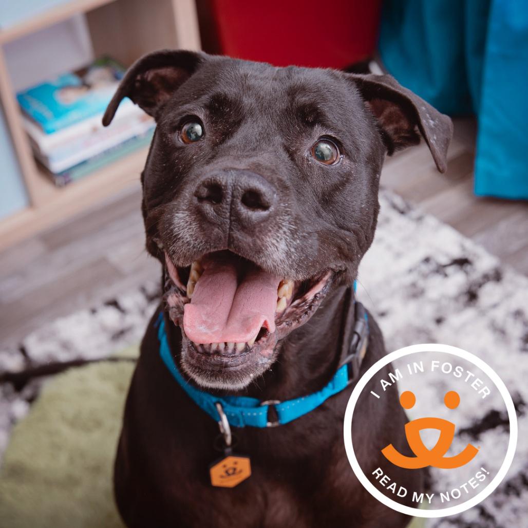 Enlarge Black Beard, a Adoptable mixed breed in Los Angeles, CA image 1/2