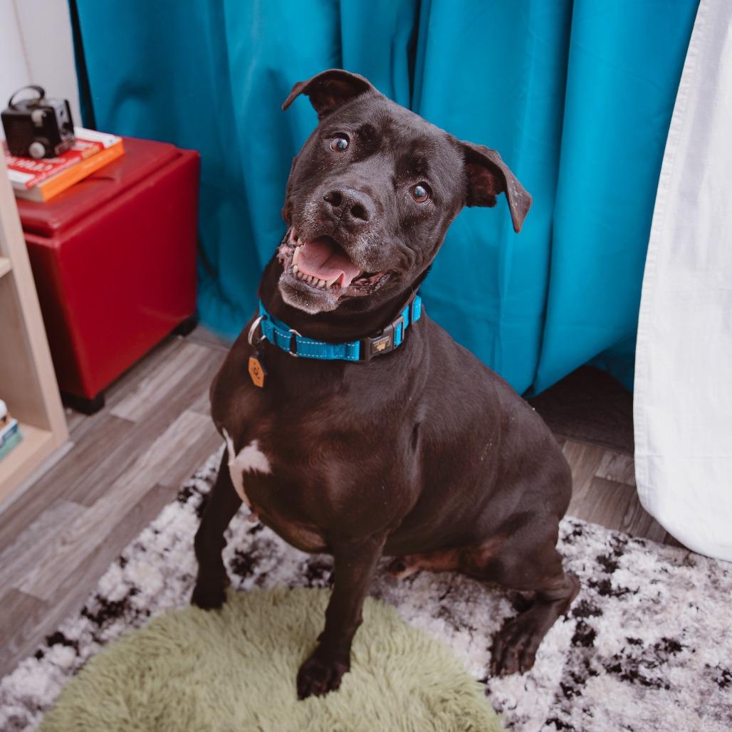 Enlarge Black Beard, a Adoptable mixed breed in Los Angeles, CA image 2/2