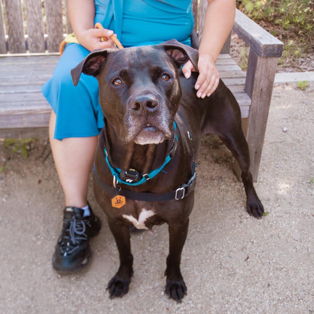 Enlarge Baker, a Adoptable mixed breed in Los Angeles, CA image 2/5