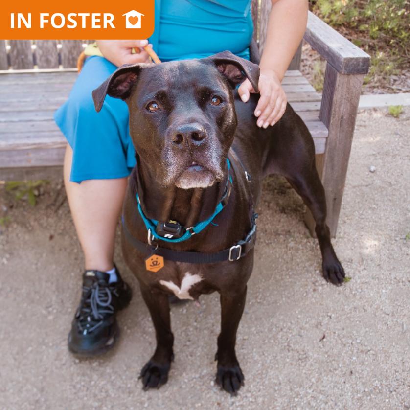 Enlarge Baker, a Adoptable mixed breed in Los Angeles, CA image 4/5