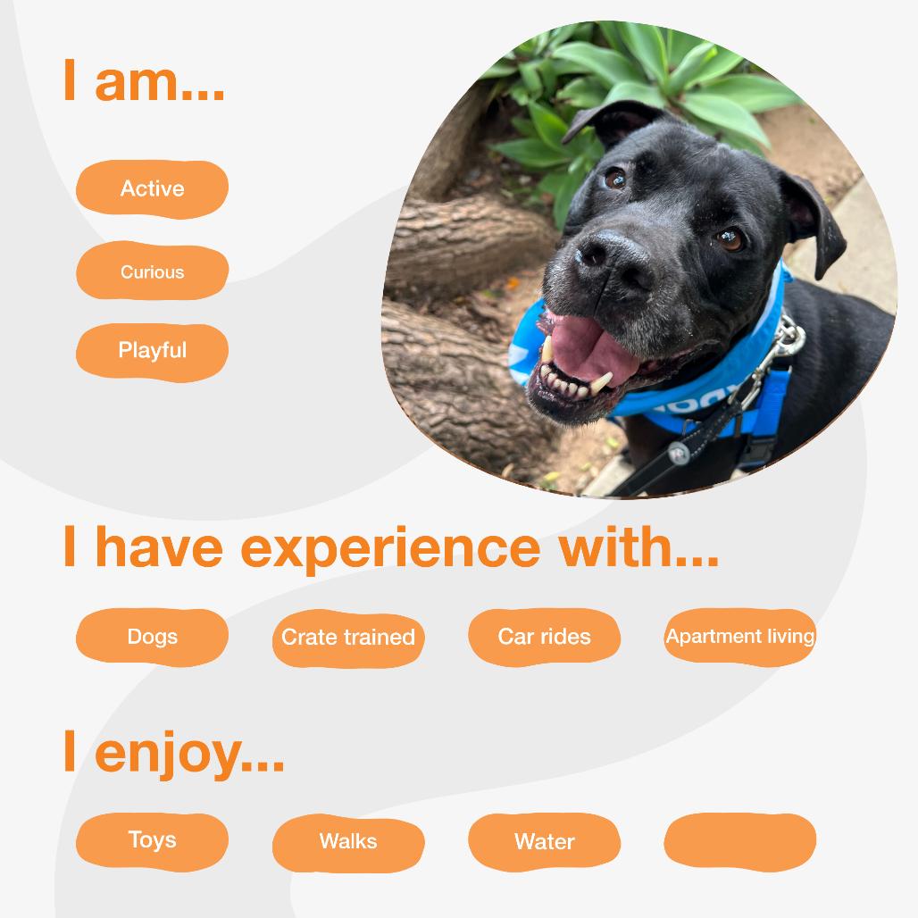 Baker, a Adoptable mixed breed in Los Angeles, CA image 2/3
