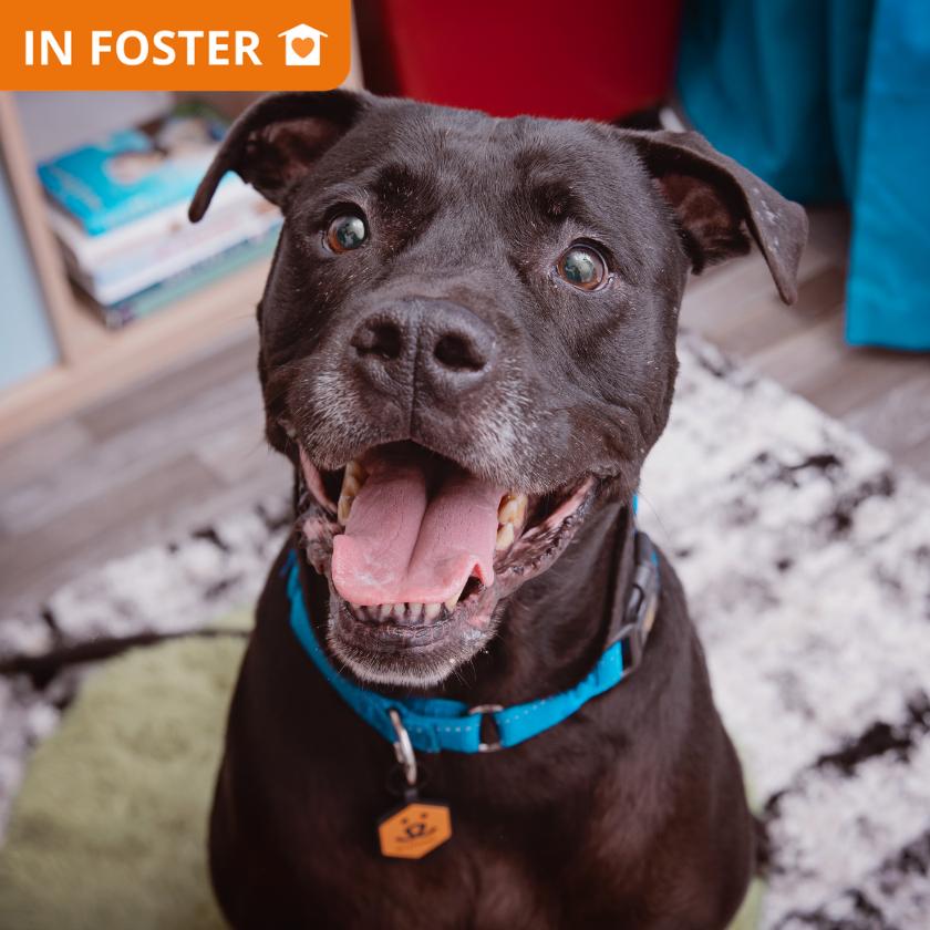 Baker, a Adoptable mixed breed in Los Angeles, CA image 2/2