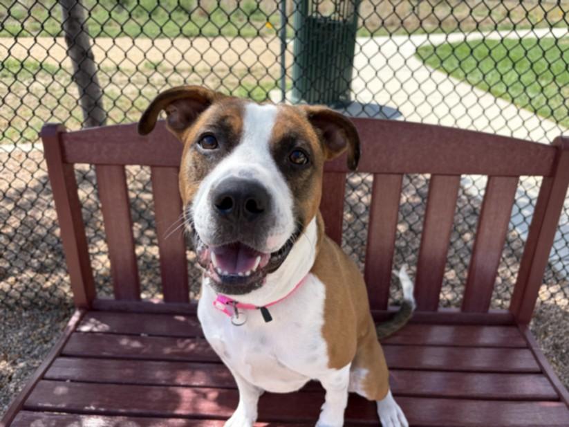 SALLY, Adoptable, Young Female Pit Bull Terrier & Parson Russell Terrier.
