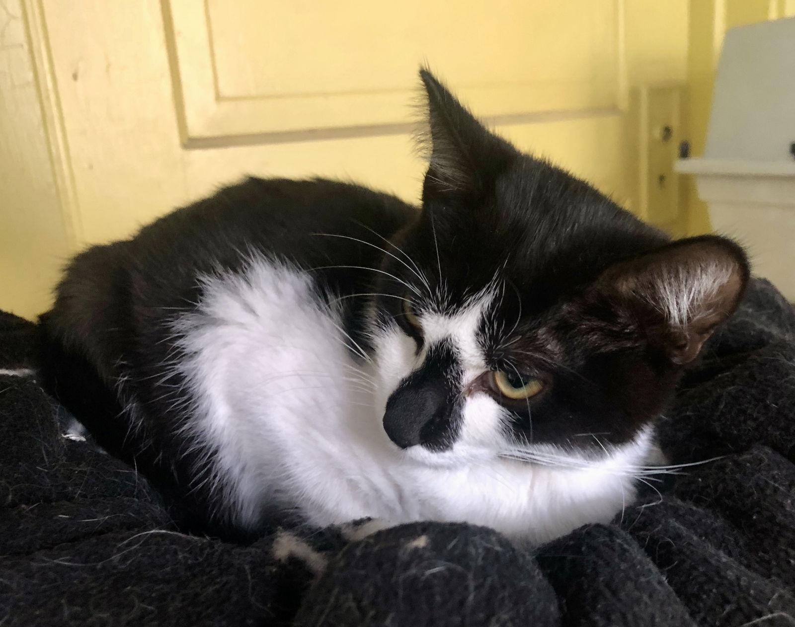 Pookie, a Adoptable Domestic Short Hair in Maywood, IL image 2/2