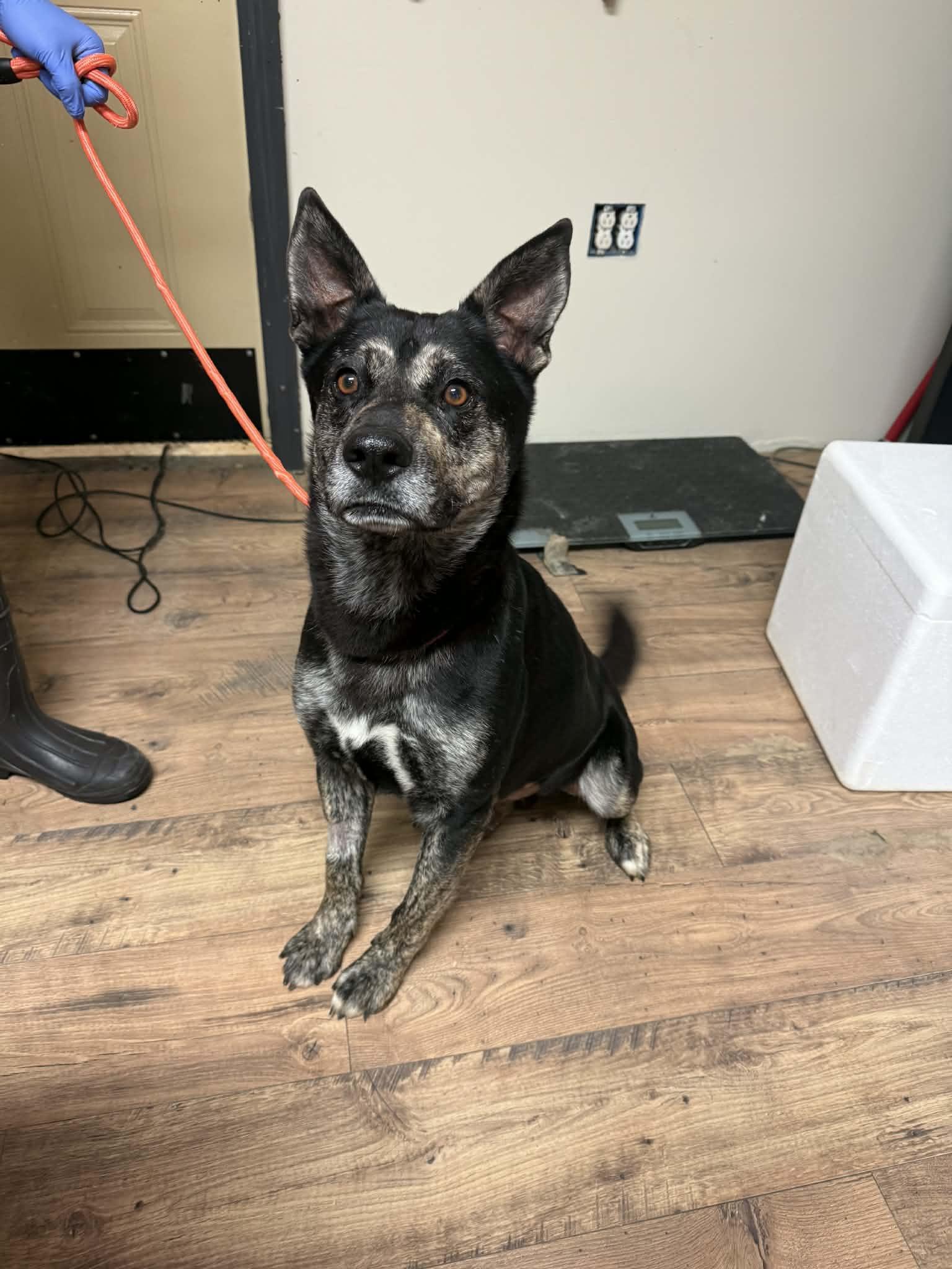 Luka, ADOPTABLE, Adult Male German Shepherd Dog.