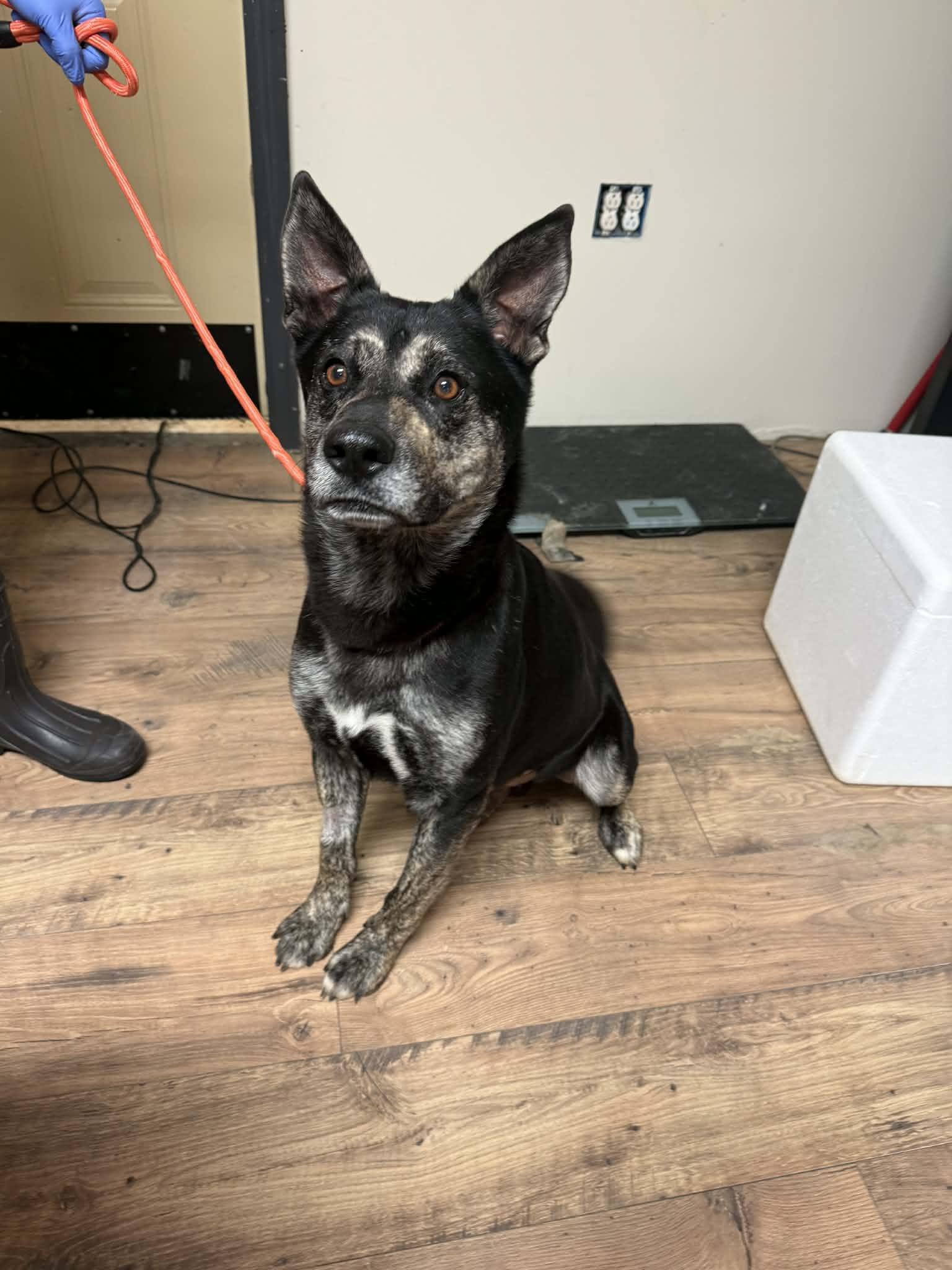 Enlarge Luka, a ADOPTABLE mixed breed in Baxter, KY image 3/3