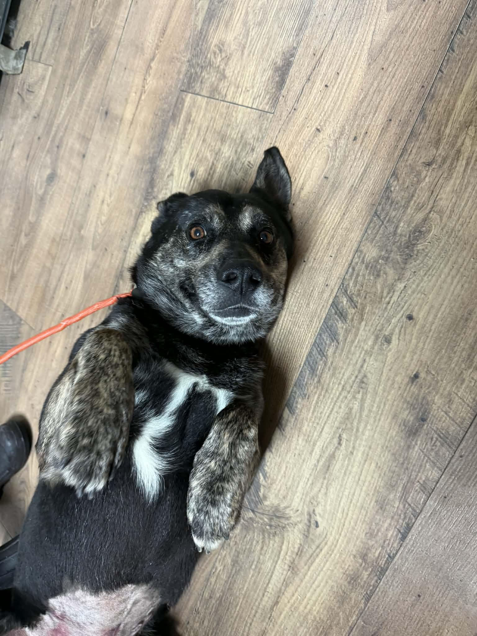 Enlarge Luka, a ADOPTABLE mixed breed in Baxter, KY image 2/3