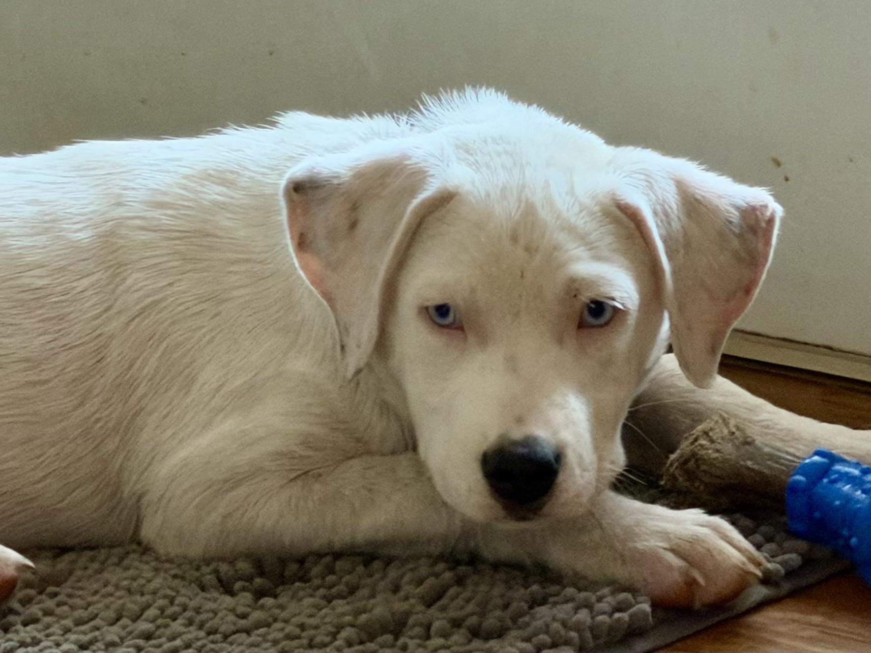 Enlarge Angel - blue eyes, a Adoptable mixed breed in Brattleboro , VT image 6/6