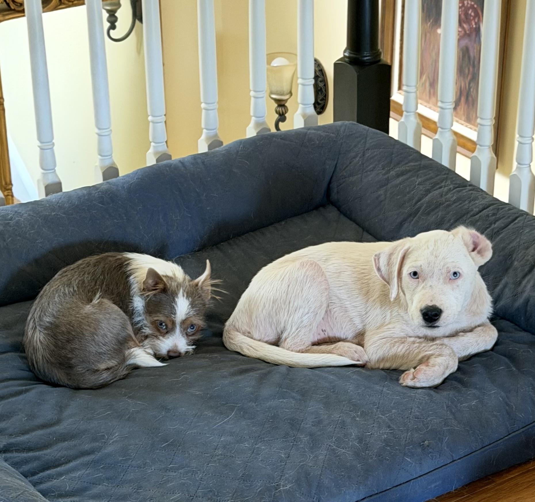 Enlarge Angel - blue eyes, a Adoptable mixed breed in Brattleboro , VT image 4/6